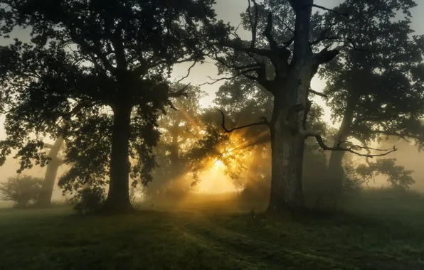 Picture the sun, rays, trees, landscape, nature, fog, trail, morning, Robert Kropacz