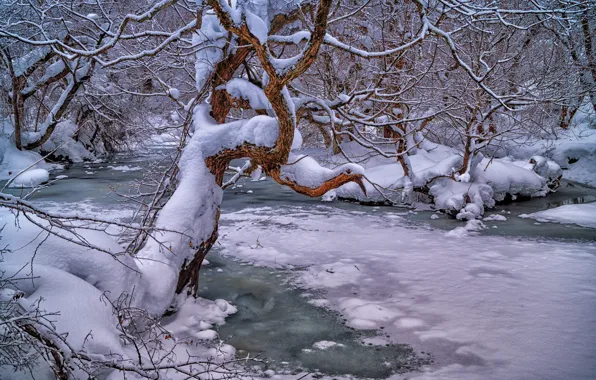 Picture winter, forest, snow, trees, branches, river, Japan