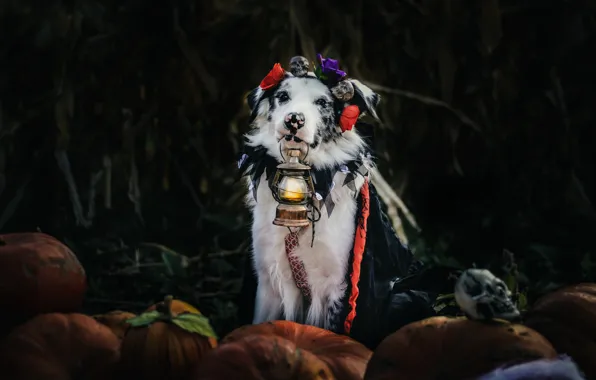 Picture autumn, flowers, the dark background, holiday, dog, harvest, costume, lantern, pumpkin, skull, Cape, Halloween, Australian …