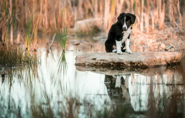 Picture grass, water, reflection, stone, dog, baby, puppy, pond, the border collie