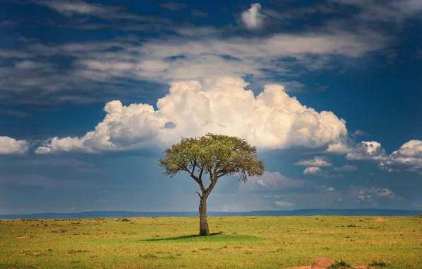 Picture clouds, tree, Savannah, clouds, tree, Kenya, savannah, Kenya, Jeffrey C. Sink