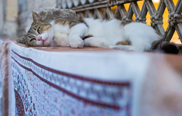 Picture stay, Istanbul, Turkey, cat, outdoor cat