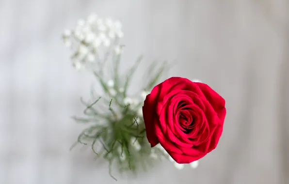 Picture macro, background, rose, Bud, red rose, bokeh