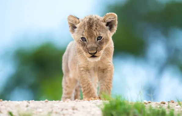 Picture grass, look, pose, background, blue, Leo, baby, face, cub, wild cat, lion, lion, bokeh