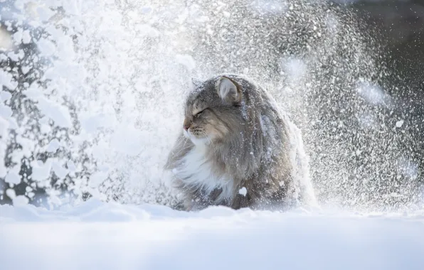 Picture winter, cat, snow, animal, profile, Svetlana Pisareva