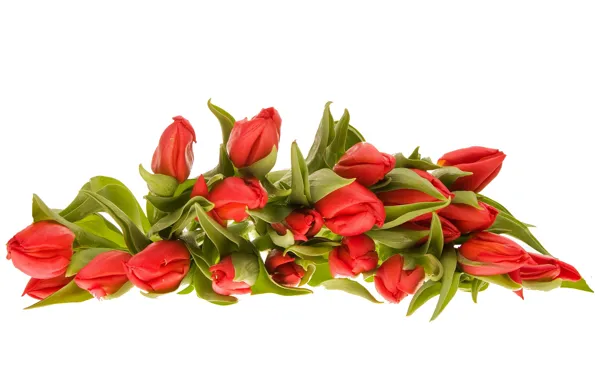 Picture flowers, tulips, white background