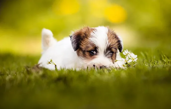 Picture summer, grass, look, face, yellow, pose, background, glade, portrait, eyes, dog, baby, puppy, lies, flowers, …