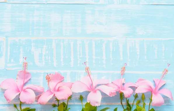 Picture flowers, background, pink, blue, wood, blue, pink, flowers