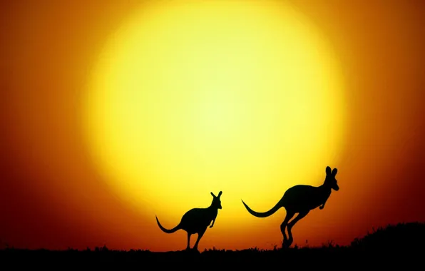 Picture silhouette, Australia, kangaroo