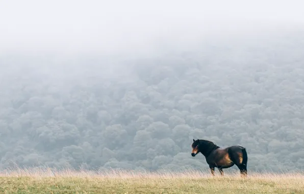 Picture field, fog, horse, mane