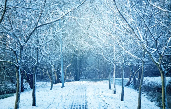Picture winter, snow, trees, landscape, snowflakes, nature, winter, landscape, nature, beautiful, winter, snow, snowflakes