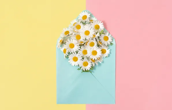 Picture background, chamomile, the envelope