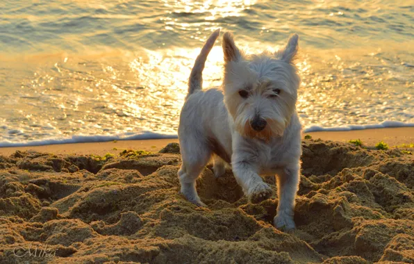Picture Sea, Dog, Dog, Sea, The West highland white Terrier