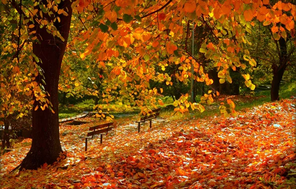 Wallpaper Autumn Fall Foliage Falling Leaves Images For Desktop Section природа - Fall Leaves Wallpaper Desktop