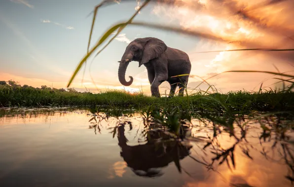 Picture grass, water, reflection, dawn, elephant, morning