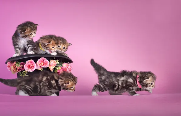 Picture flowers, mood, hat, kittens, kids, pink background