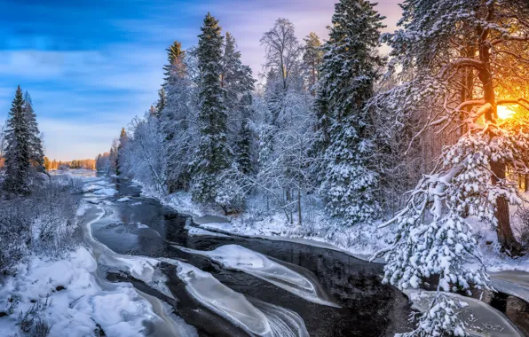 Picture winter, forest, river, morning