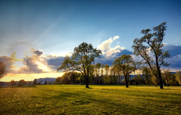 Picture trees, sunset, Austria, meadow, Austria, The most results, Engerwitzdorf
