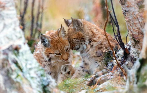 Picture autumn, forest, trees, cats, branches, nature, two, weasel, lynx, a couple, lynx, wild, the lynx