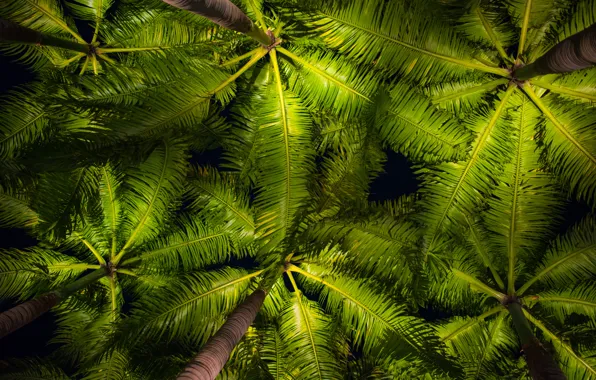 Picture leaves, palm trees, background, green, crown, background, leaves, palms, tropical