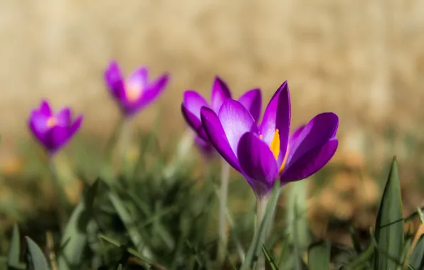 Picture macro, spring, crocuses, bokeh, saffron