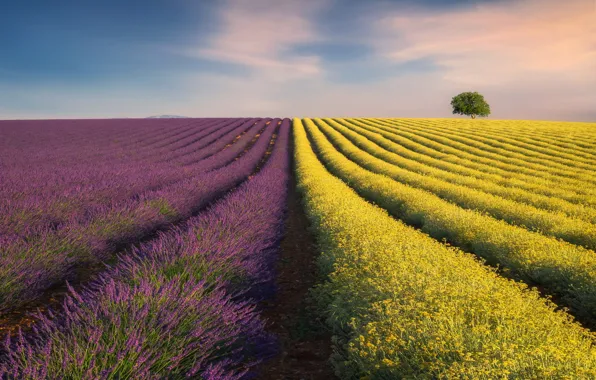 Picture field, the sky, nature, field, lavender