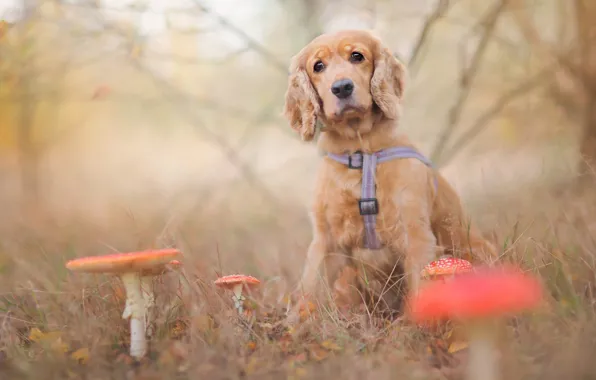 Picture sadness, autumn, forest, grass, leaves, branches, nature, glade, mushrooms, dog, blur, Amanita, puppy, sitting, bokeh, …