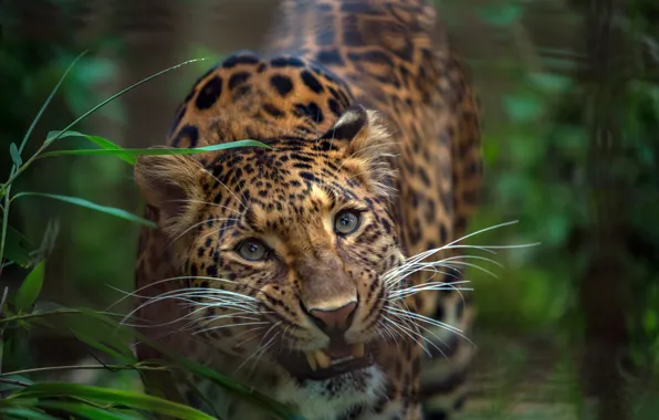Picture greens, grass, look, face, Leopard, wild cat