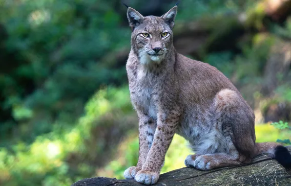 Picture look, face, nature, pose, paws, log, lynx, sitting, wild cat, blurred background