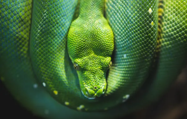 Picture Snake, Python, Snake, Python, Reptile, Wildlife