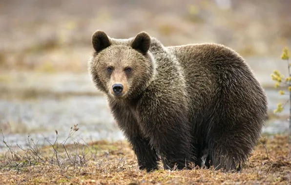 Picture predator, bear, bear, brown bear, Bruin, A mammal