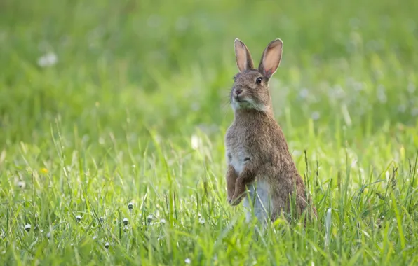 Picture grass, rabbit, stand, rodent