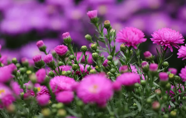 Picture summer, flowers, bright, blur, pink, flowerbed, asters