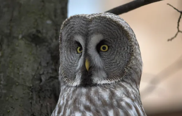 Picture the sky, look, the trunk of the tree, Great grey owl (Strix nebulosa)