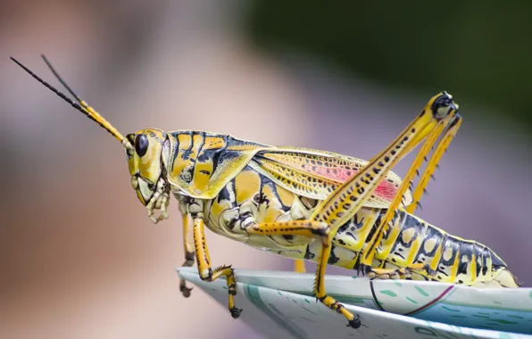 Picture close-up, insect, grasshopper