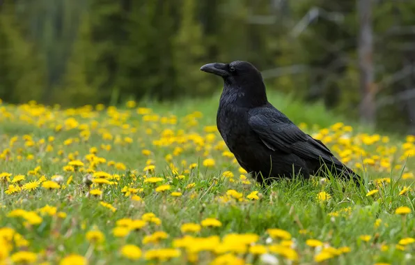 Picture flowers, bird, Raven, oduvan
