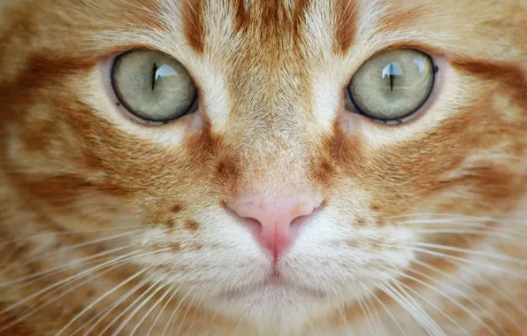 Picture cat, eyes, cat, look, close-up, red, muzzle, cat