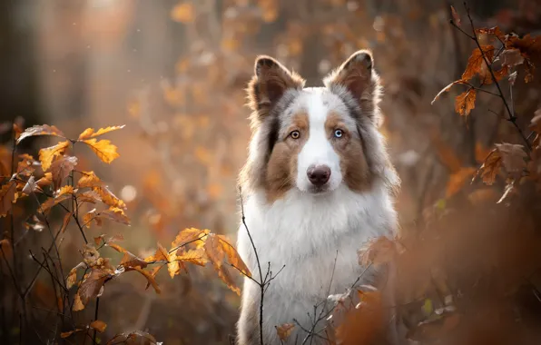 Picture autumn, look, face, leaves, branches, portrait, dog, bokeh, The border collie