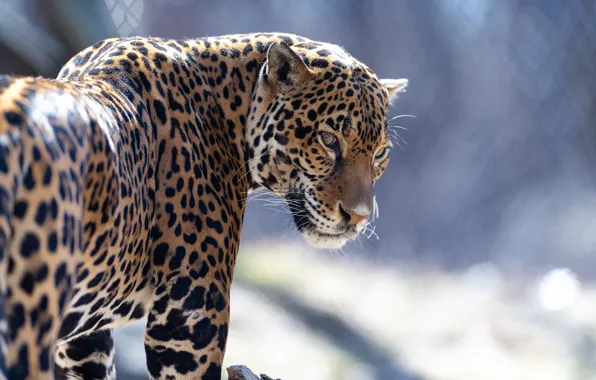 Picture jaguar, fur, feline