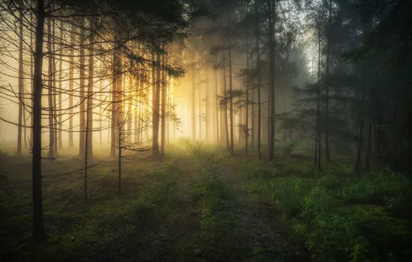 Picture forest, trees, fog, dawn, morning, Germany, Bayern, Germany, Bavaria