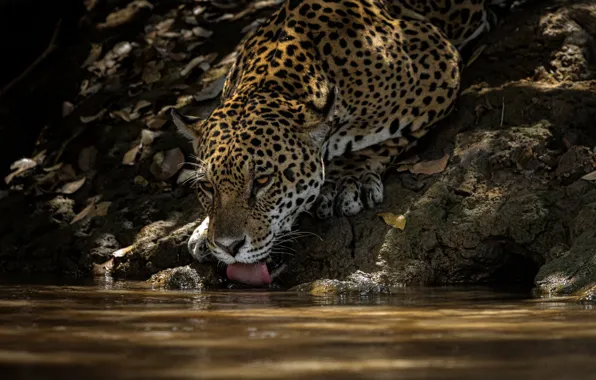 Picture water, thirst, predator, Jaguar, drink, wild cat