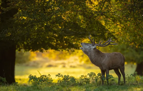 Picture greens, forest, summer, trees, Park, foliage, deer, profile