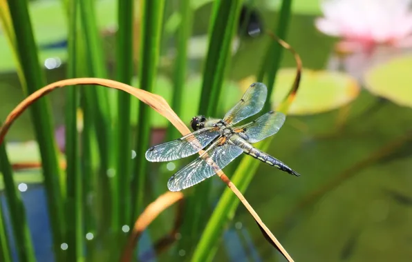 Picture greens, background, dragonfly