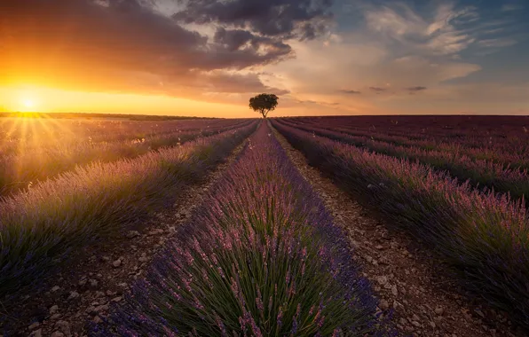 Picture field, the sun, clouds, light, flowers, tree, lavender