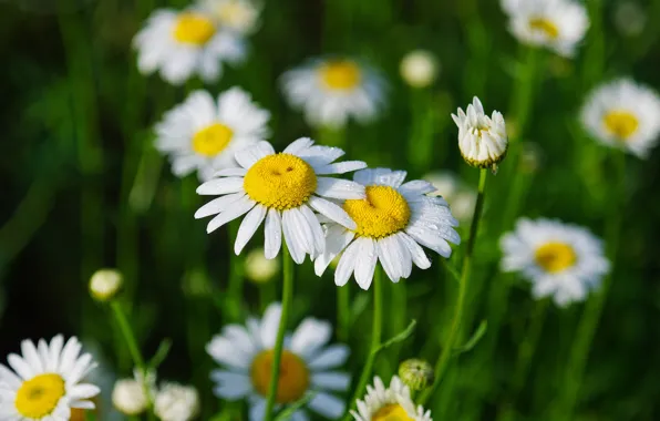 Picture greens, summer, grass, drops, flowers, Rosa, chamomile, white, green background, bokeh