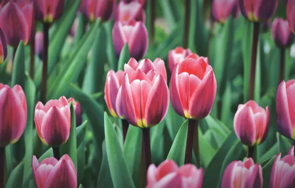 Picture greens, leaves, flowers, spring, tulips, red, buds, flowerbed, a lot, striped