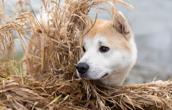 Picture grass, face, dog, Akita inu
