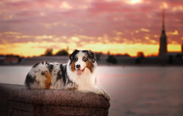 Picture the city, river, animal, dog, Peter, Saint Petersburg, dog, Aussie