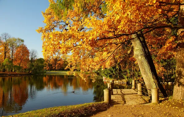 Picture autumn, trees, lake, pond, Park, Sergey Andreevich