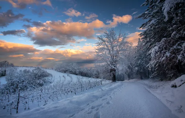 Picture winter, road, snow, trees, landscape, forest, road, trees, landscape, winter, snow, snowy
